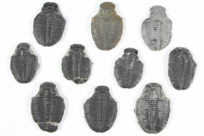 Lot: - Elrathia Trilobite Molt Fossils - Pieces #92099